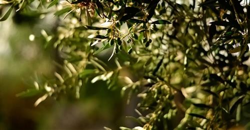 Parametri chimici e attività antiossidante delle olive da tavola della varietà Sigoise