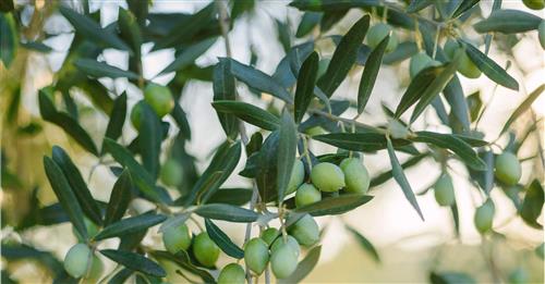 Giornata di studio sugli steroli totali nell'olio di oliva