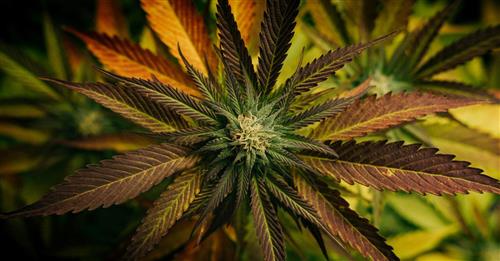 Estrazione con l’ausilio di ultrasuoni di cannabinoidi da Cannabis sativa per scopi medicinali