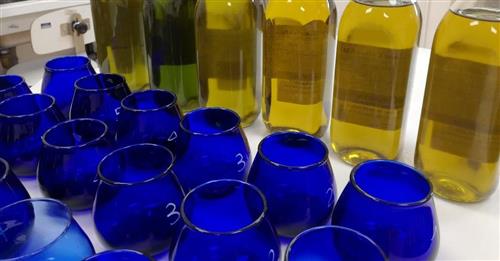 Corso di formazione: 20 giornate di assaggio Olio di oliva per certificazione ufficiale